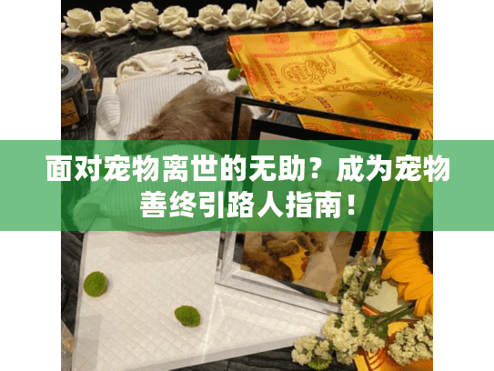面对宠物离世的无助？成为宠物善终引路人指南！