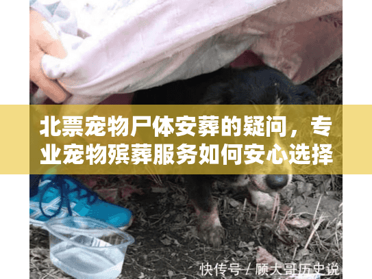 北票宠物尸体安葬的疑问，专业宠物殡葬服务如何安心选择？