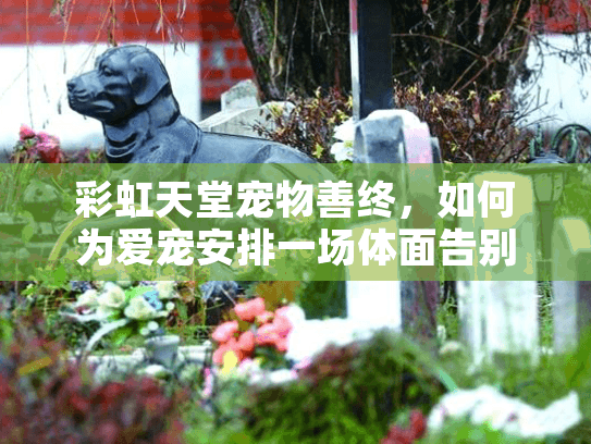 彩虹天堂宠物善终，如何为爱宠安排一场体面告别？