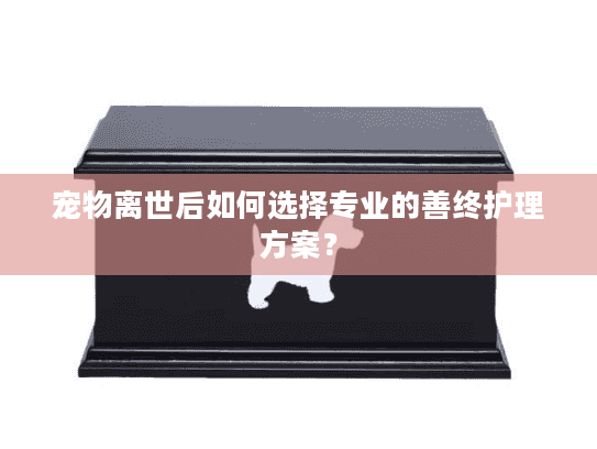 宠物离世后如何选择专业的善终护理方案？