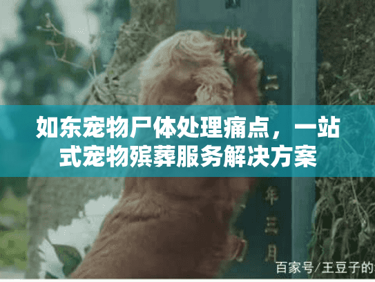 如东宠物尸体处理痛点，一站式宠物殡葬服务解决方案