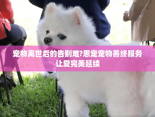 宠物离世后的告别难?恩宠宠物善终服务让爱完美延续