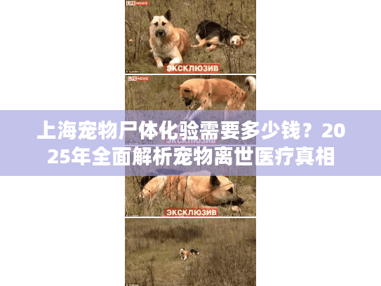 上海宠物尸体化验需要多少钱？2025年全面解析宠物离世医疗真相