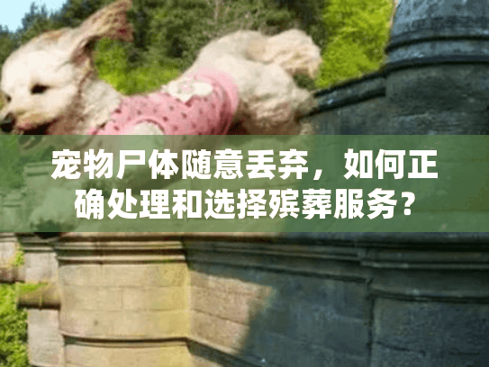 宠物尸体随意丢弃，如何正确处理和选择殡葬服务？