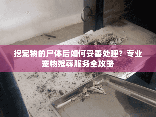 挖宠物的尸体后如何妥善处理？专业宠物殡葬服务全攻略