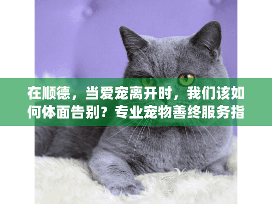 在顺德，当爱宠离开时，我们该如何体面告别？专业宠物善终服务指南