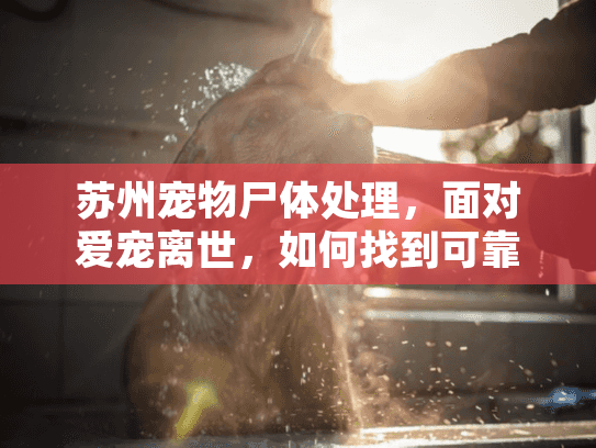 苏州宠物尸体处理，面对爱宠离世，如何找到可靠殡葬服务？
