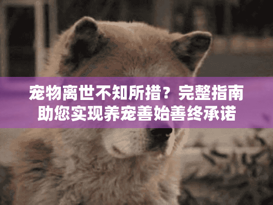 宠物离世不知所措？完整指南助您实现养宠善始善终承诺