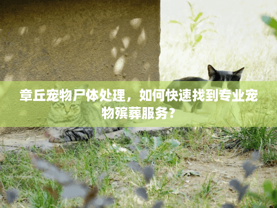 章丘宠物尸体处理，如何快速找到专业宠物殡葬服务？