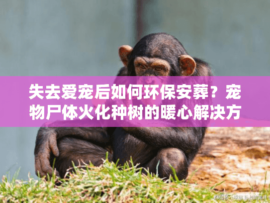 失去爱宠后如何环保安葬？宠物尸体火化种树的暖心解决方案