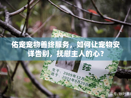 佑宠宠物善终服务，如何让宠物安详告别，抚慰主人的心？
