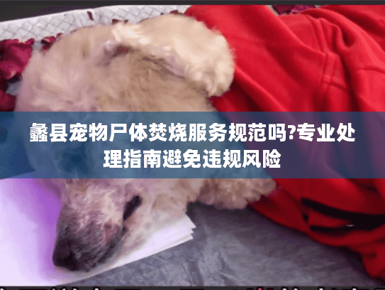 蠡县宠物尸体焚烧服务规范吗?专业处理指南避免违规风险
