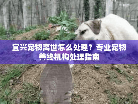 宜兴宠物离世怎么处理？专业宠物善终机构处理指南