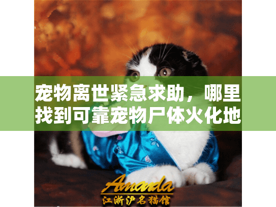 宠物离世紧急求助，哪里找到可靠宠物尸体火化地方指南