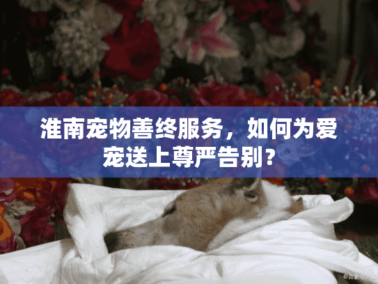 淮南宠物善终服务，如何为爱宠送上尊严告别？