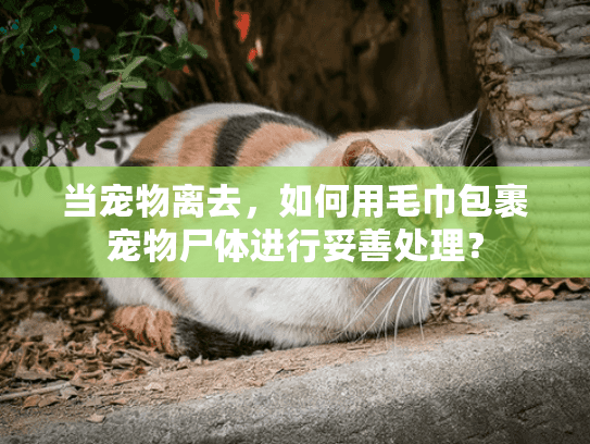 当宠物离去,如何用毛巾包裹宠物尸体进行妥善处理? 当宠物离去,如何用毛巾包裹宠物尸体进行妥善处理?