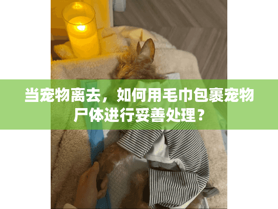当宠物离去,如何用毛巾包裹宠物尸体进行妥善处理? 当宠物离去,如何用毛巾包裹宠物尸体进行妥善处理?