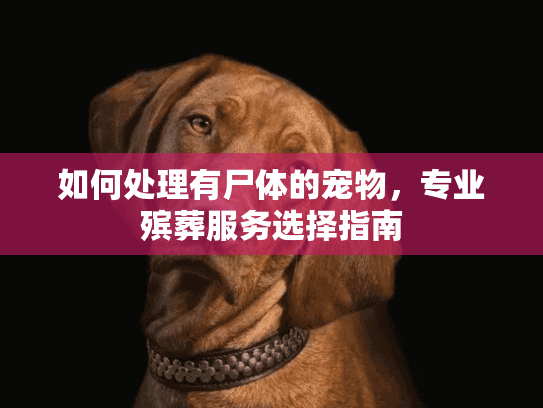 如何处理有尸体的宠物，专业殡葬服务选择指南