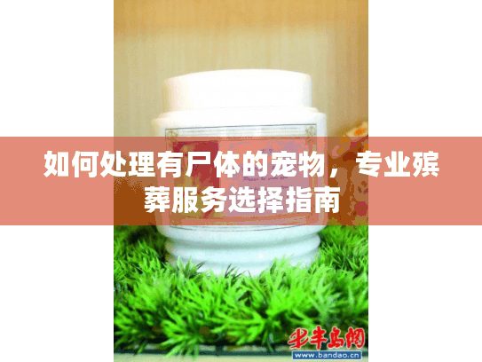 如何处理有尸体的宠物，专业殡葬服务选择指南