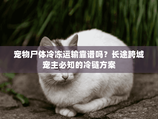 宠物尸体冷冻运输靠谱吗？长途跨城宠主必知的冷链方案