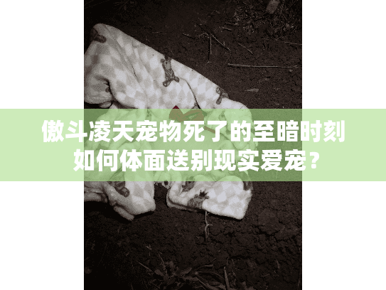 傲斗凌天宠物死了的至暗时刻 如何体面送别现实爱宠？