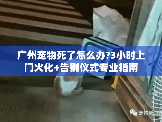 广州宠物死了怎么办?3小时上门火化+告别仪式专业指南