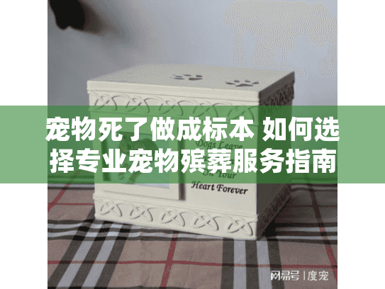 宠物死了做成标本 如何选择专业宠物殡葬服务指南