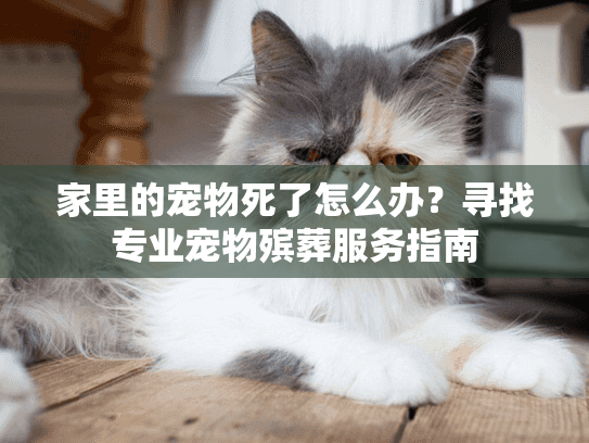 家里的宠物死了怎么办?寻找专业宠物殡葬服务指南 家里的宠物死了怎么办?寻找专业宠物殡葬服务指南