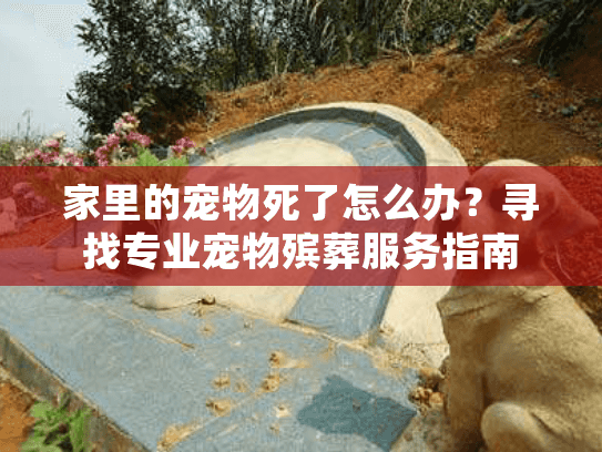 家里的宠物死了怎么办?寻找专业宠物殡葬服务指南 家里的宠物死了怎么办?寻找专业宠物殡葬服务指南