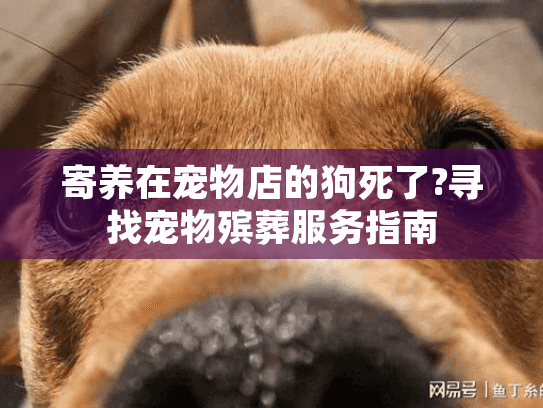 寄养在宠物店的狗死了?寻找宠物殡葬服务指南