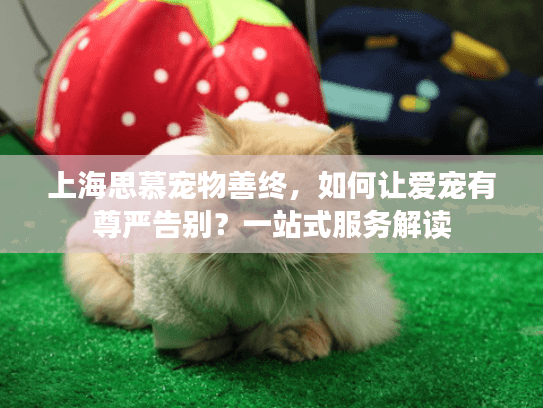 上海思慕宠物善终，如何让爱宠有尊严告别？一站式服务解读