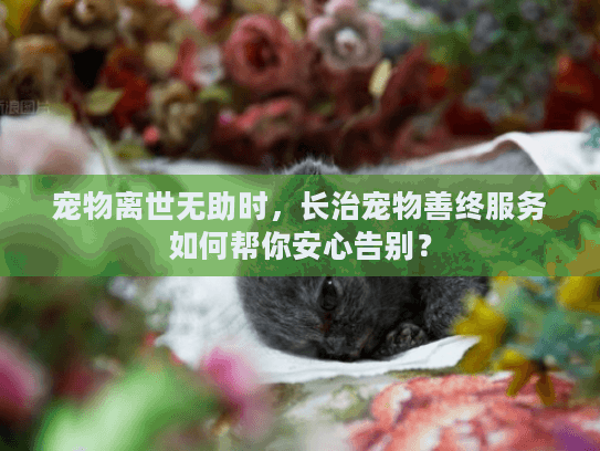 宠物离世无助时，长治宠物善终服务如何帮你安心告别？