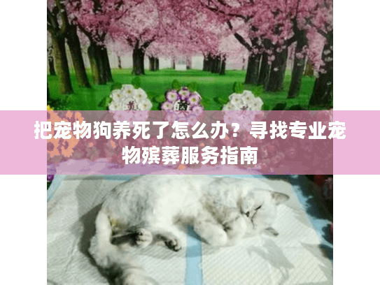 把宠物狗养死了怎么办？寻找专业宠物殡葬服务指南