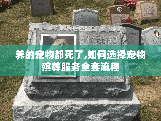 养的宠物都死了,如何选择宠物殡葬服务全套流程