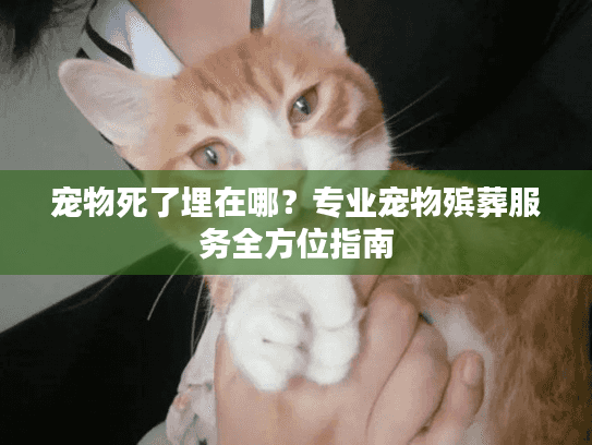 宠物死了埋在哪？专业宠物殡葬服务全方位指南
