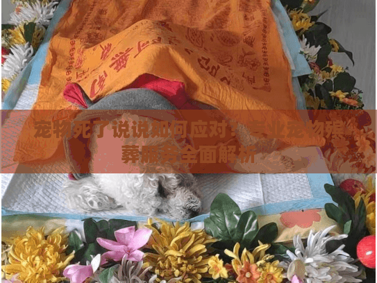 宠物死了说说如何应对？专业宠物殡葬服务全面解析