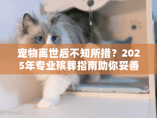 宠物离世后不知所措？2025年专业殡葬指南助你妥善告别