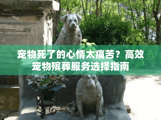 宠物死了的心情太痛苦？高效宠物殡葬服务选择指南