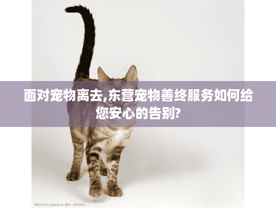 面对宠物离去,东营宠物善终服务如何给您安心的告别?