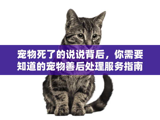 宠物死了的说说背后，你需要知道的宠物善后处理服务指南
