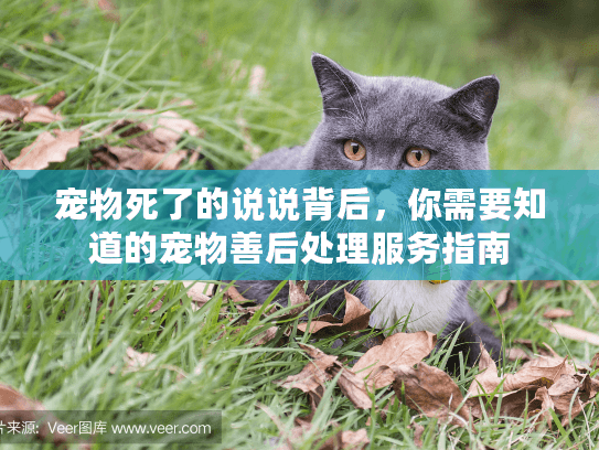 宠物死了的说说背后，你需要知道的宠物善后处理服务指南