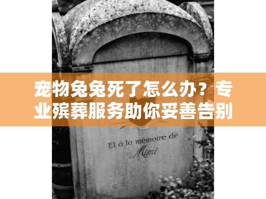 宠物兔兔死了怎么办？专业殡葬服务助你妥善告别