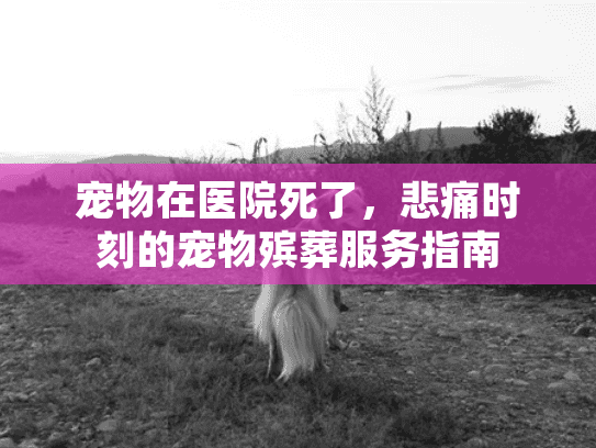 宠物在医院死了，悲痛时刻的宠物殡葬服务指南