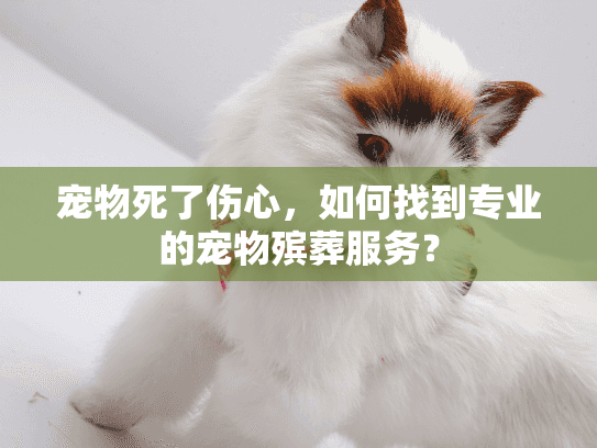 宠物死了伤心，如何找到专业的宠物殡葬服务？