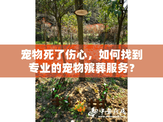 宠物死了伤心，如何找到专业的宠物殡葬服务？