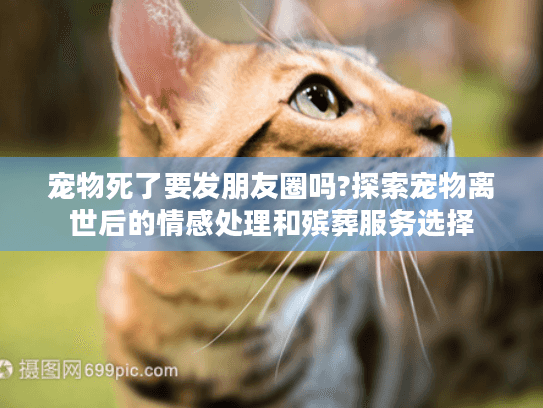 宠物死了要发朋友圈吗?探索宠物离世后的情感处理和殡葬服务选择