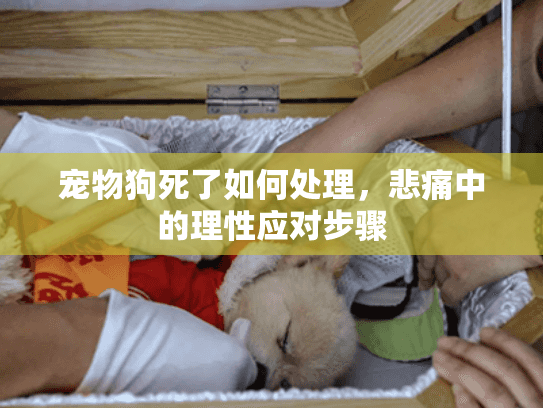 宠物狗死了如何处理，悲痛中的理性应对步骤
