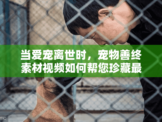当爱宠离世时，宠物善终素材视频如何帮您珍藏最后的回忆？