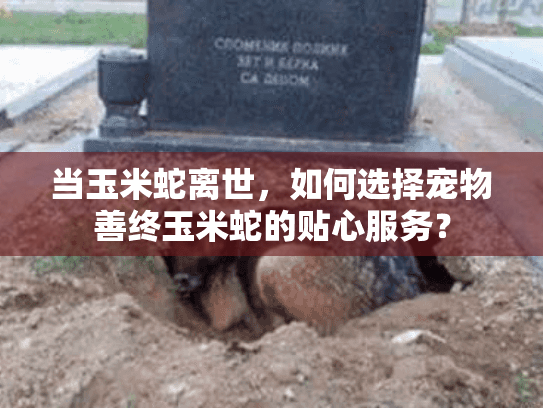 当玉米蛇离世，如何选择宠物善终玉米蛇的贴心服务？