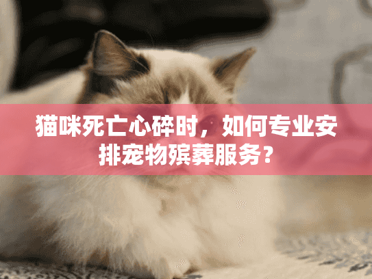 猫咪死亡心碎时,如何专业安排宠物殡葬服务? 猫咪死亡心碎时,如何专业安排宠物殡葬服务?